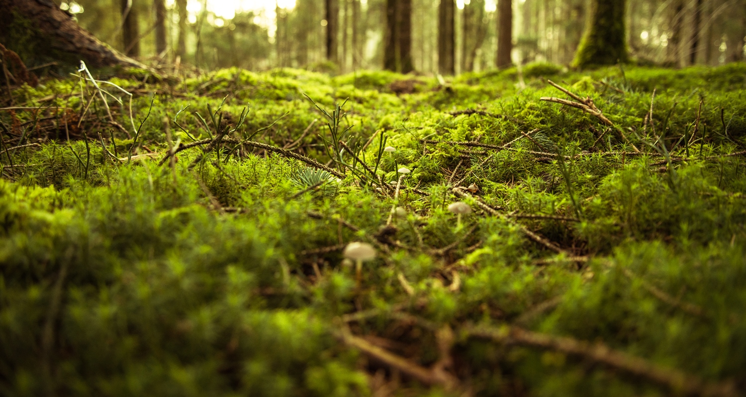 Forest scene